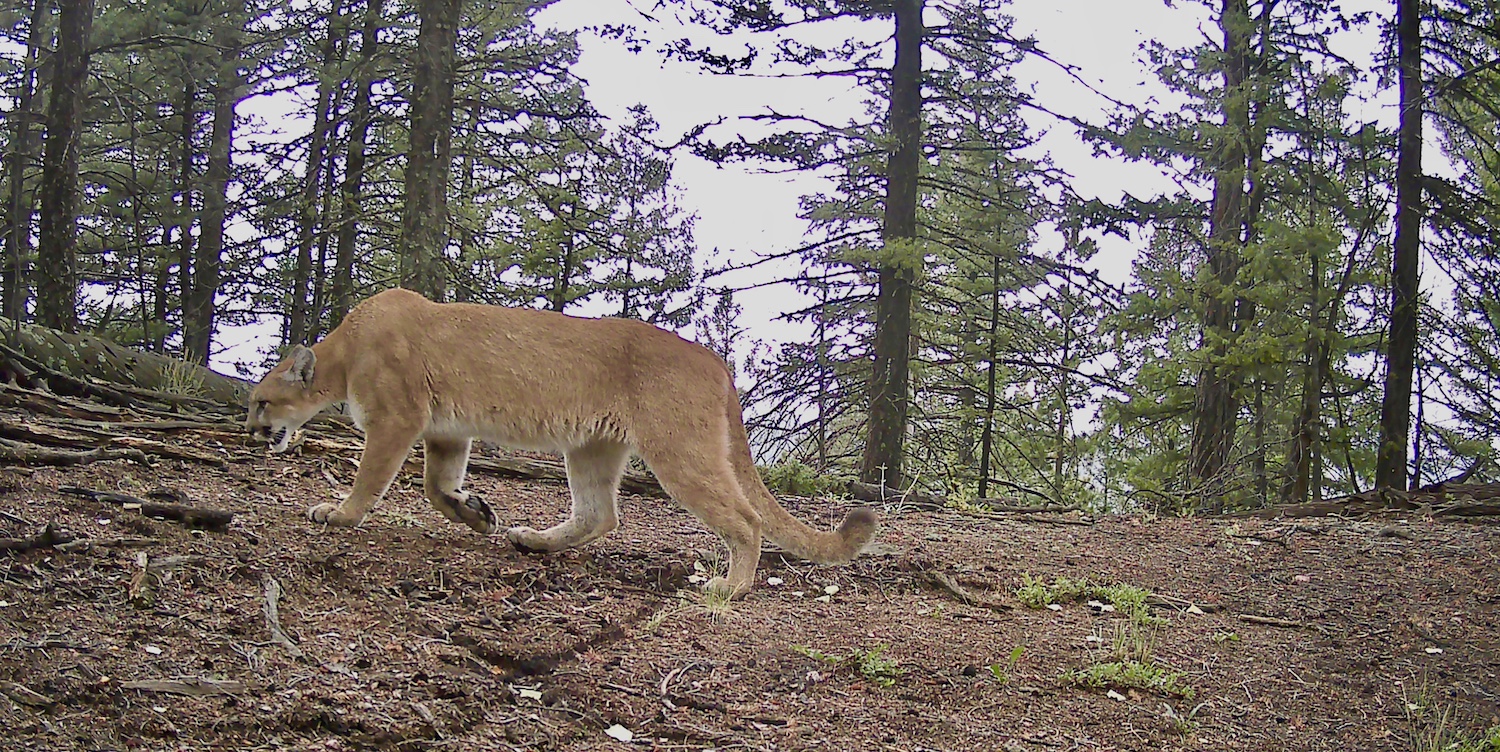 Mountain Lion